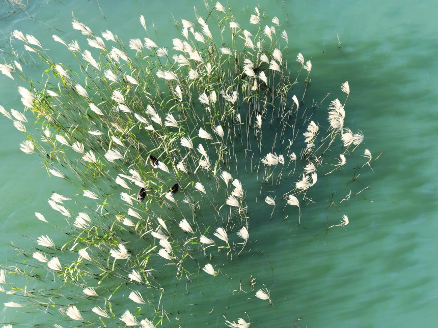 湖北鄖陽:好生態(tài)引眾鳥安家