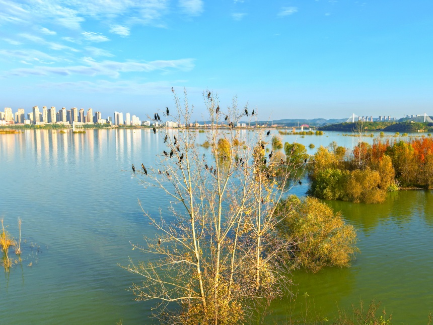 湖北鄖陽(yáng)：好生態(tài)引眾鳥(niǎo)安家