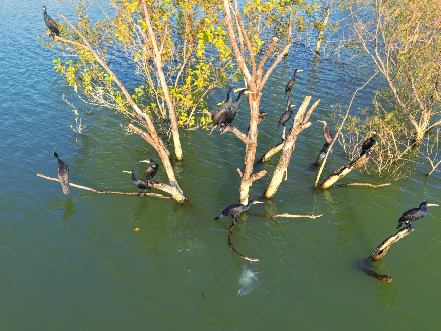 湖北鄖陽:好生態(tài)引眾鳥安家