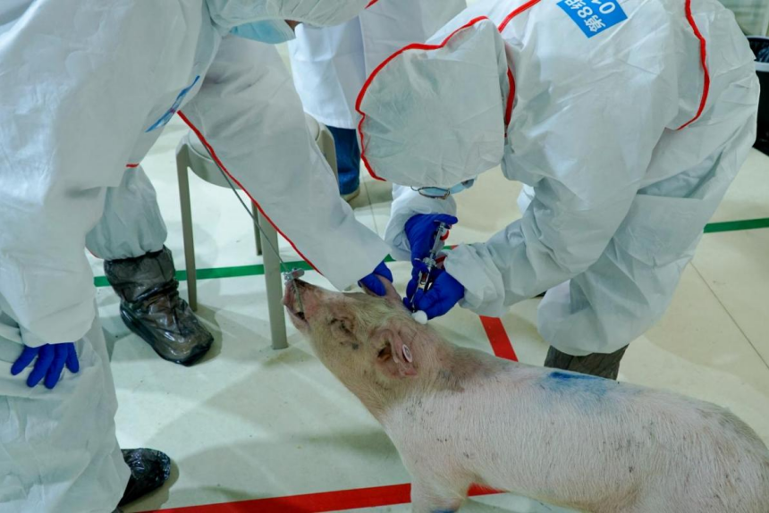 30秒“盲采”完成豬前腔靜脈采血。