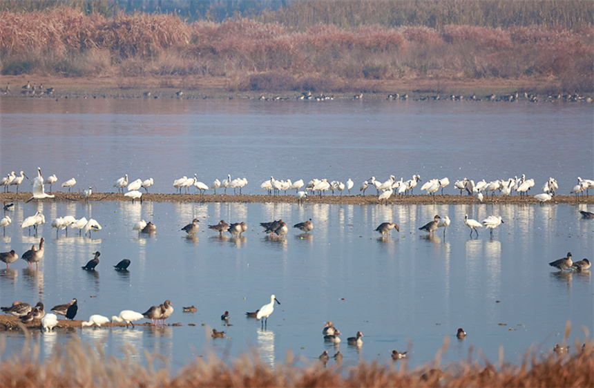 12月7日，府河濕地成群的候鳥翔集。彭昀迪攝