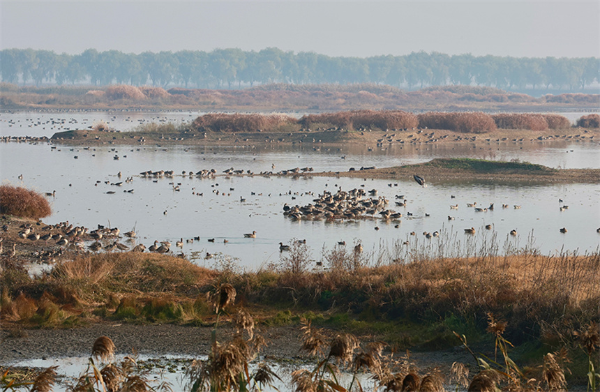 12月7日，府河濕地正值越冬候鳥(niǎo)高峰。彭昀迪攝