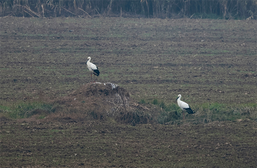 府河濕地的國(guó)家一級(jí)保護(hù)動(dòng)物東方白鸛。彭昀迪攝