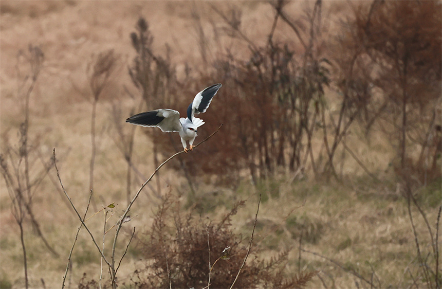 府河濕地周邊鳥(niǎo)種多樣，一只黑翅鳶站在枝頭，正欲起飛。彭昀迪攝