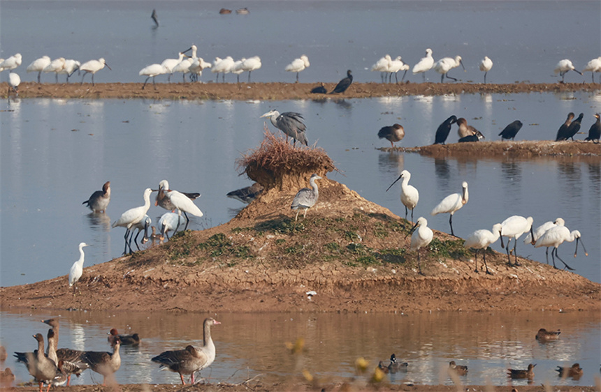 灘涂上的白鷺、普通鸕鶿、蒼鷺與白琵鷺和諧共處。彭昀迪攝