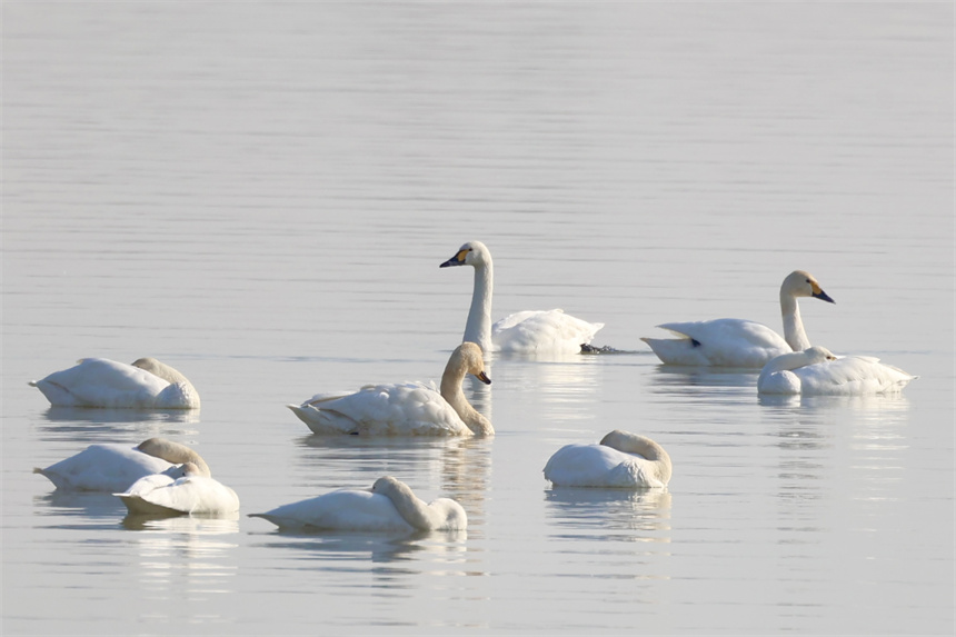 小天鵝在湖中休憩、滑行。彭昀迪攝