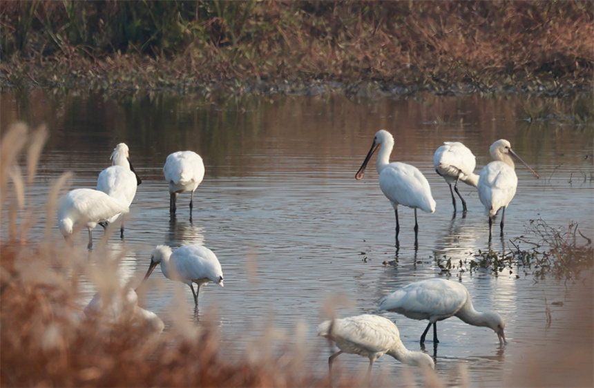 在蘆葦掩映中,一群白琵鷺在湖畔淺灘覓食。彭昀迪攝