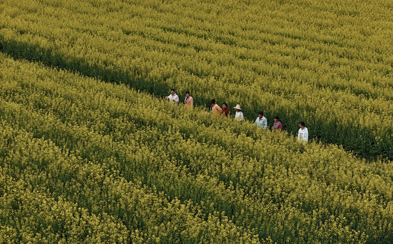 游客在油菜花田賞花。