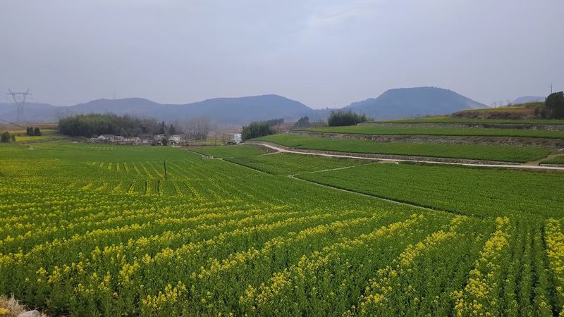 油菜基地。