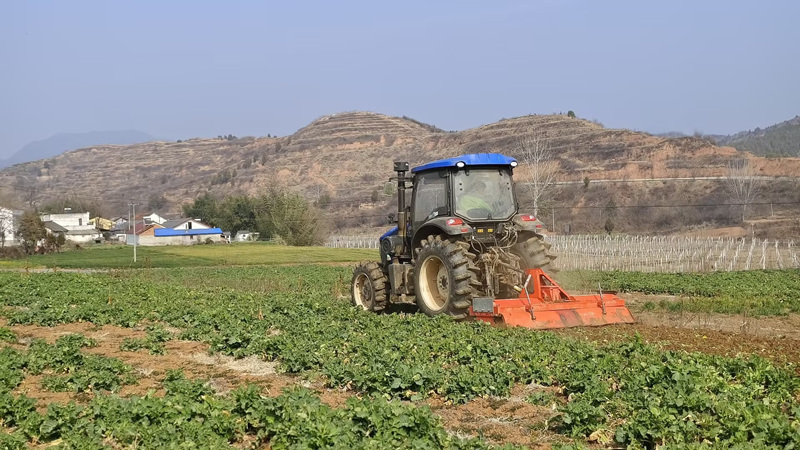 綠肥油菜翻壓。