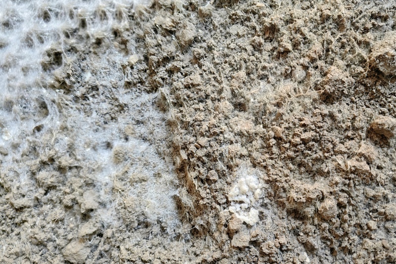 已經(jīng)生長(zhǎng)出的菌絲