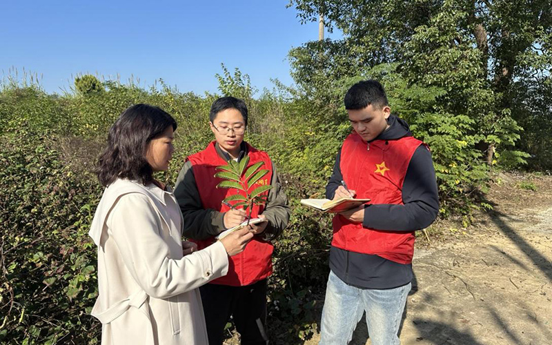 團(tuán)風(fēng)縣局志愿者調(diào)研金雞山村中藥材生長(zhǎng)狀況。