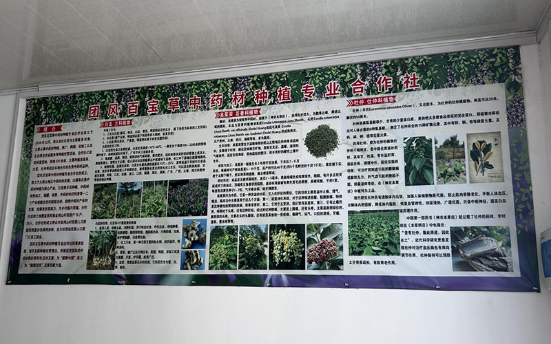 金雞山百寶草中藥材種植專業(yè)合作社簡(jiǎn)介。