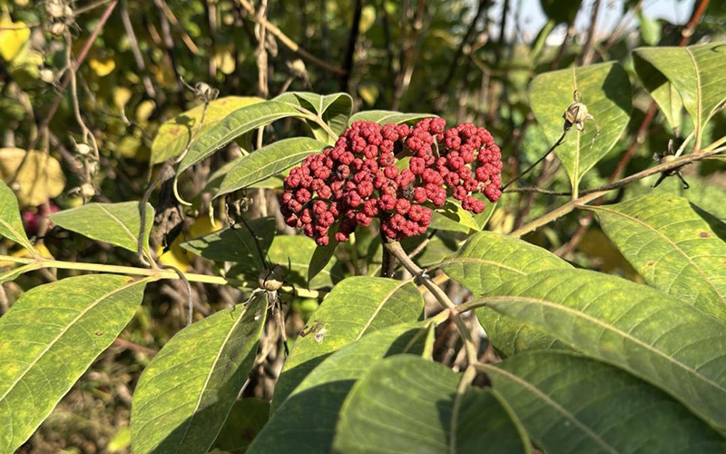 金雞山村長(zhǎng)勢(shì)良好的中藥材“吳茱萸”。