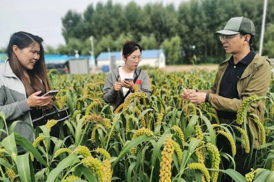 徐興?。ㄓ?）在谷子田中尋找干尖線蟲病害植株，準(zhǔn)備分離鑒定干尖線蟲種類，為防控工作做準(zhǔn)備。受訪者供圖